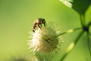 Fototapeta premium closeup of bee on flower