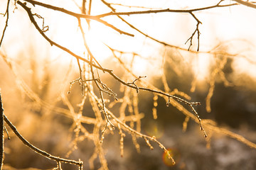 Tree branch on orange sunset light on snowy background in the forest