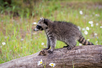 Baby Raccoon Standing atop a Log in a Field of Daisies