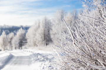 White snowy branches of the tree on background of winter forest and road. Template