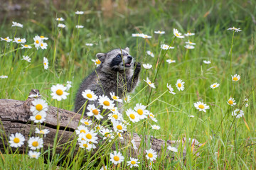 Baby Raccoon reaching for a Daisy while Sitting atop a Log © Evelyn