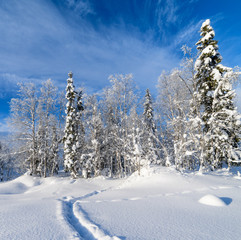 Obraz premium Beautiful winter landscape in the cold snowy forest. Blue sky, sunny day. Kola Peninsula.