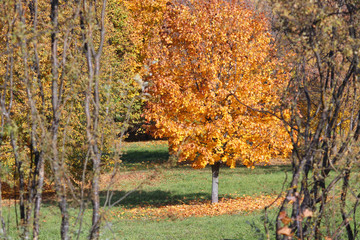 Linden with yellowed foliage in the park, Belarus