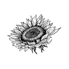 Fototapeta premium Sunflower hand drawn vector illustration. Floral ink pen sketch. Black and white clipart. Realistic wildflower freehand drawing. Isolated monochrome floral design element. Sketched outline