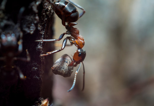 ant carrying a tiny rock