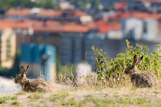 rabbits in stockholm city