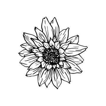 Sunflower hand drawn vector illustration. Floral ink pen sketch. Black and white clipart. Realistic wildflower freehand drawing. Isolated monochrome floral design element. Sketched outline