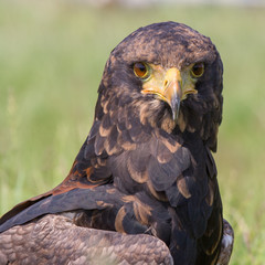 Bateleur (Terathopius ecaudatus)