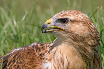 Common Buzzard (Buteo buteo)