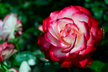 pink rose in garden