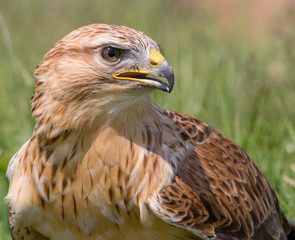 Common Buzzard (Buteo buteo)