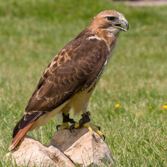 Common Buzzard (Buteo buteo)