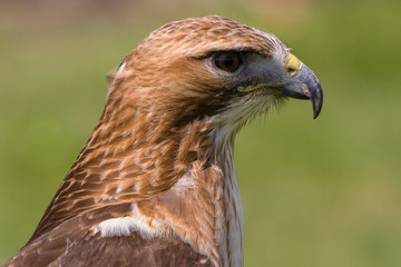 Common Buzzard (Buteo buteo)