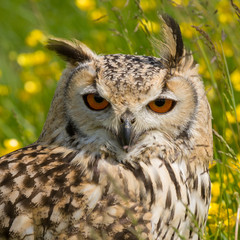 Bengal eagle-owl