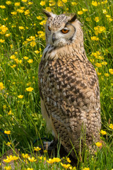 Bengal eagle-owl