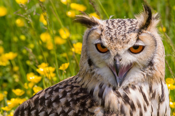 Bengal eagle-owl