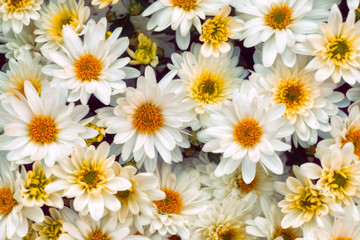 pattern of white flowers