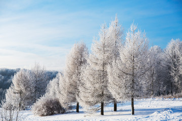 White snowy trees in winter forest and clear blue sky. Beautiful landscape