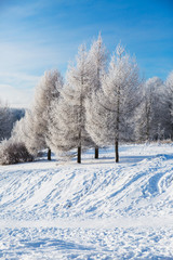 White snowy trees in winter forest and clear blue sky. Beautiful landscape