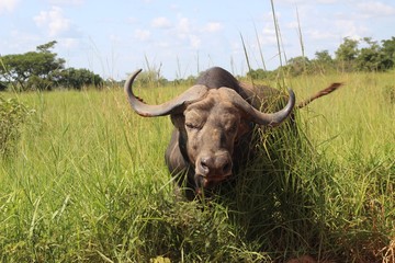 Büffel Nahaufnahme - Profil  - Afrika