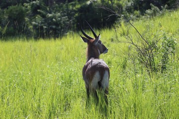 Antilope in Uganda Afrika