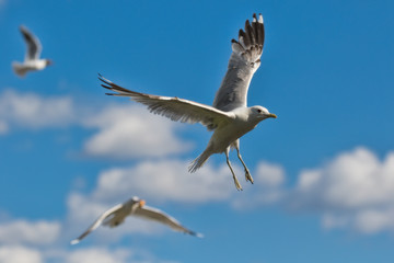 seagulls in mid-air