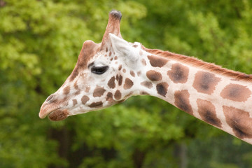 Rothschild giraffe (Giraffa camelopardalis rothschildi)