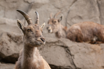 Alpine Ibex (Capra ibex ibex)