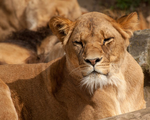Lion (Panthera leo)