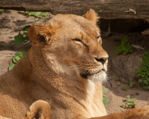 Lion (Panthera leo)
