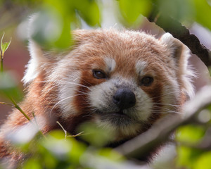 Red Panda (Ailurus fulgens)