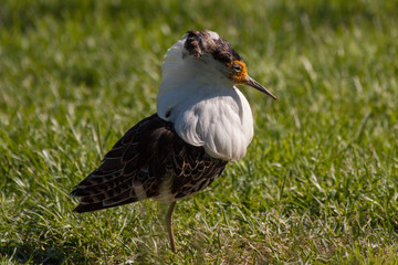 Ruff (Philomachus pugnax)