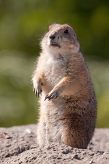 Prairie dog (Cynomys)