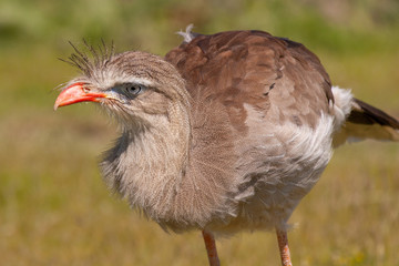 Red-legged Seriema (Cariama cristata)