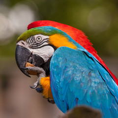 Blue-and-yellow Macaw (Ara ararauna)