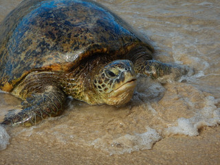 Hawaiian Sea Turtle