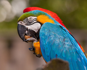 Blue-and-yellow Macaw (Ara ararauna)