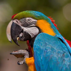 Blue-and-yellow Macaw (Ara ararauna)