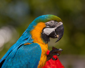 Blue-and-yellow Macaw (Ara ararauna)