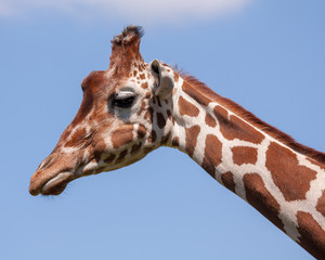 Somali Giraffe (Giraffa camelopardalis reticulata)