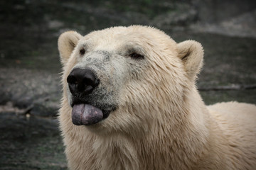 Polar Bear close-up