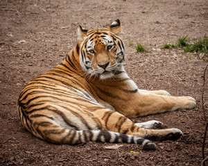 Siberian tiger