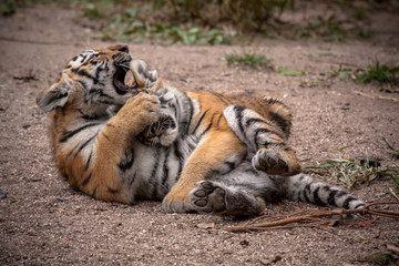 Siberian tiger cubs playing