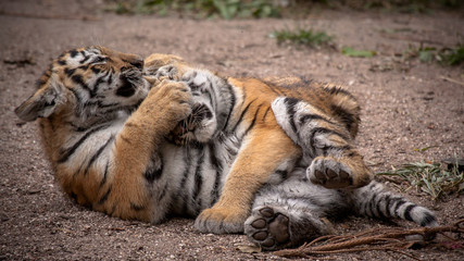 Siberian tiger cubs playing