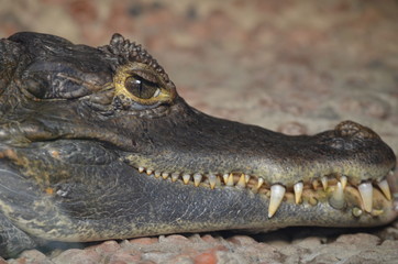 crocodile 