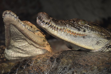 close up of a crocodile