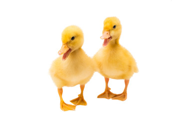 little goslings isolated