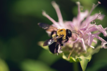 bee on a monarda flower