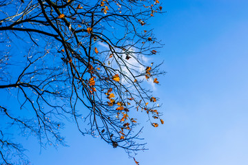 Top of big tree with beautiful bright sky