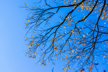 Top of big tree with beautiful bright sky